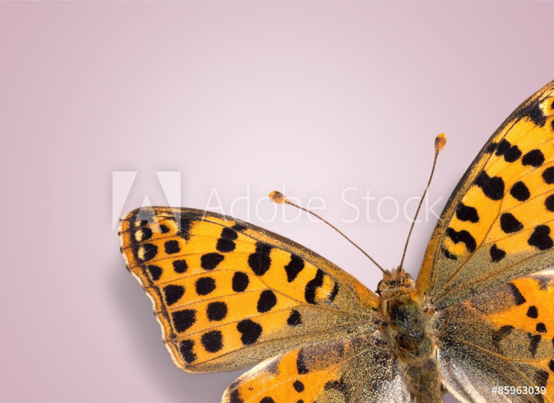 Image de Butterfly Insect Wing